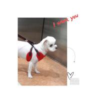 Dog Pose Air Mesh Harness kšíry červená