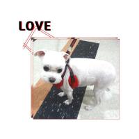 Dog Pose Air Mesh Harness kšíry červená