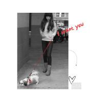 Dog Pose Eileen Easy Harness kšíry červená