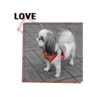 Dog Pose Eileen Easy Harness kšíry červená