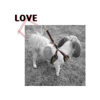 Dog Pose Eileen Easy Harness kšíry tmavě hnědá