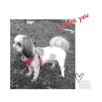 Dog Pose Quilting Easy Harness kšíry růžová