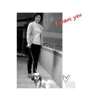 Dog Pose Quilting Easy Harness kšíry hnědá