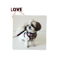 Dog Pose Kilt Easy Harness kšíry námořnická modrá