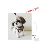 Dog Pose Kilt Easy Harness kšíry námořnická modrá