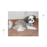 Dog Pose Ballerino tričko šedá