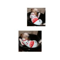 Dog Pose Sweet-love overal modrá