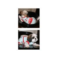 Dog Pose Sweet-love overal modrá