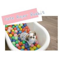 Dog Pose Roger Rabbit mikina modrá