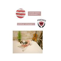 Dog Pose Friends Hood mikina oranžová