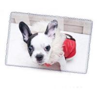 Dog Pose Agyle padding bunda červená