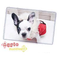 Dog Pose Agyle padding bunda žlutá