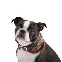 Puppia Tessell neckguard obojek hnědá