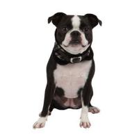 Puppia Tessell neckguard obojek černá