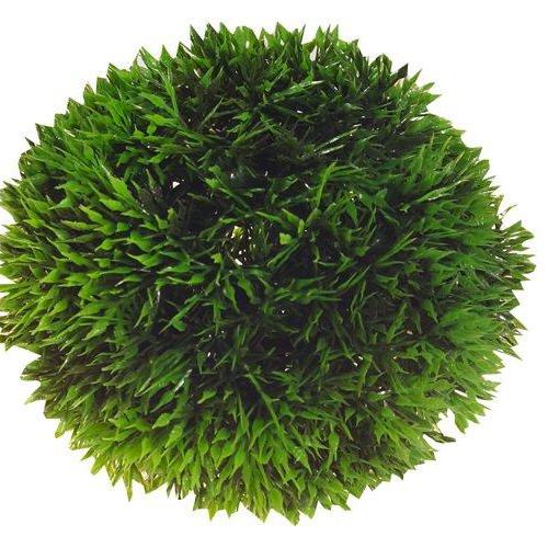 Hobby Rostlina Plant ball 9cm