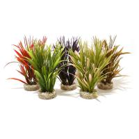 Sydeco Tropical Grass 20 cm mix