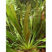 Echinodorus uruguayensis