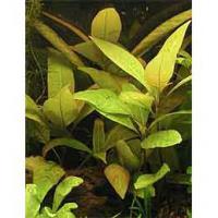 Hygrophila corymbosa mini