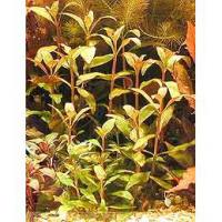 Alternanthera reineckii