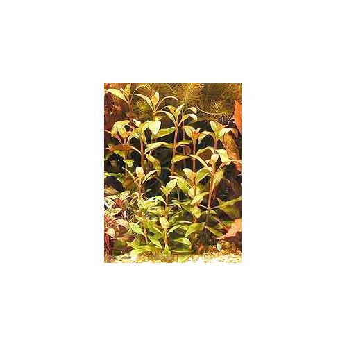 Alternanthera reineckii