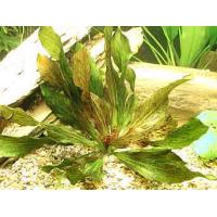 Echinodorus Ocelot Red