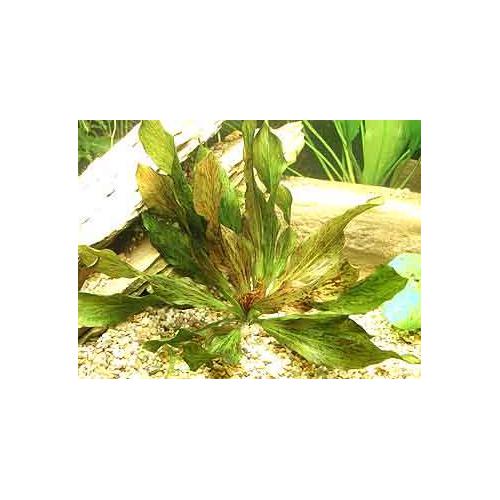Echinodorus Ocelot Red