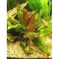 Echinodorus Red Flame