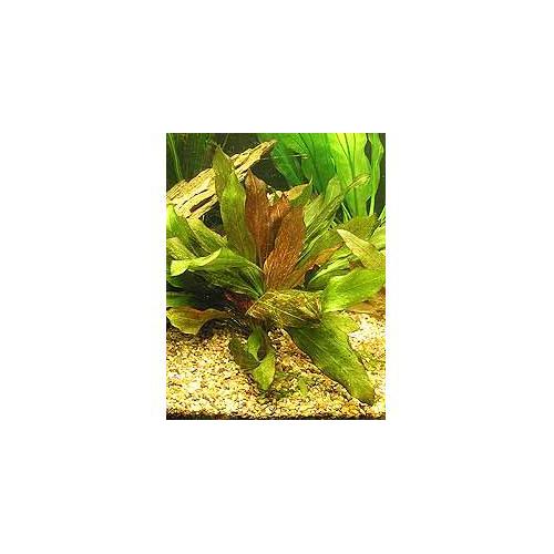 Echinodorus Red Flame