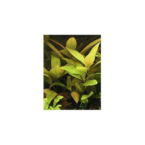 Hygrophila corymbosa