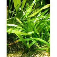 Sagittaria platyphylla