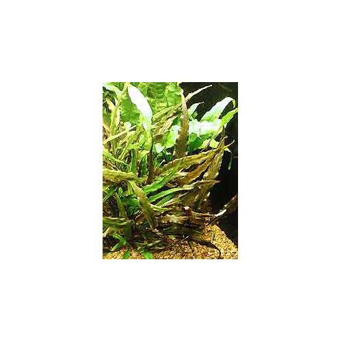 Cryptocoryne beckettii