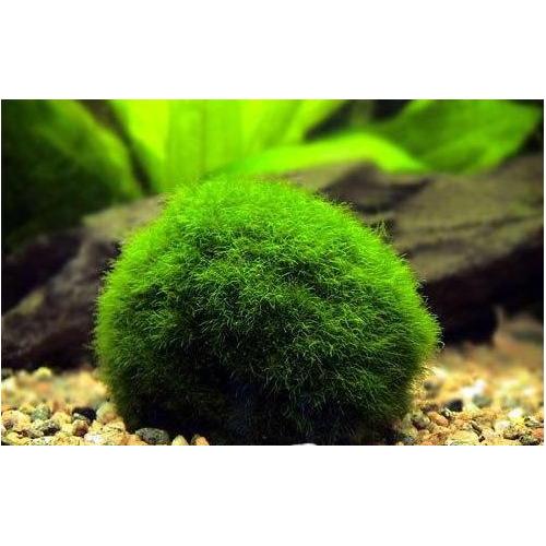 Cladophora aegagrophila - Mechová koule