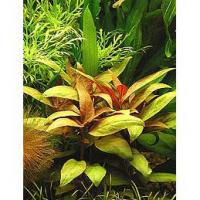 Alternanthera Lilacina