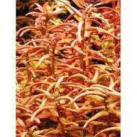 Ammania senegalensis