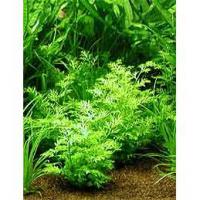 Ceratoptersis siliquosa