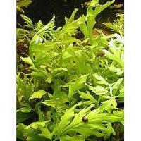 Ceratoptersis thalicroides