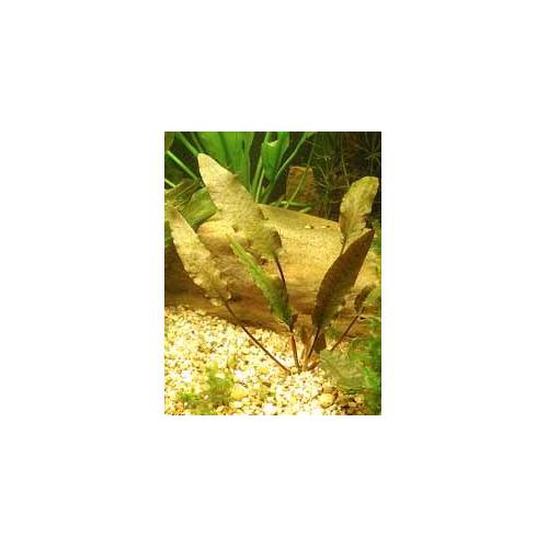 Cryptocoryne petchii