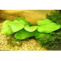 Echinodorus leopard