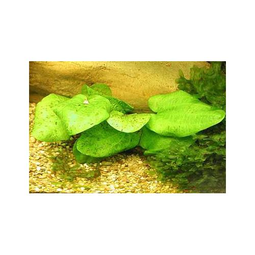 Echinodorus leopard