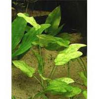 Echinodorus marble Queen