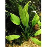 Echinodorus subalatus