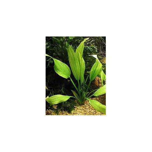 Echinodorus subalatus