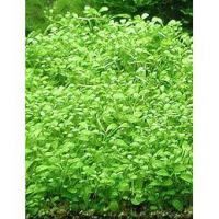 Glossostigma elatinoides