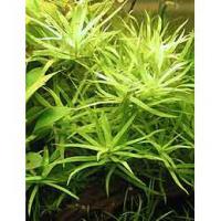 Heteranthera zosterifolia