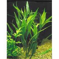 Hygrophila angustifolia