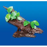 Anubias Barteri 2 kusy na kořenu 20 cm