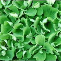 Pistia stratiotes