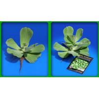 Pistia stratiotes