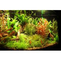 Rostliny set pro 50 - 60 Litrů akvárium