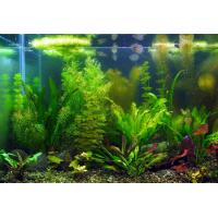 Rostliny set pro 100-120 Litrů akvárium